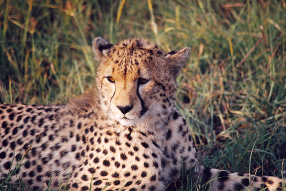 Cheetah - Masai Mara, Kenya
