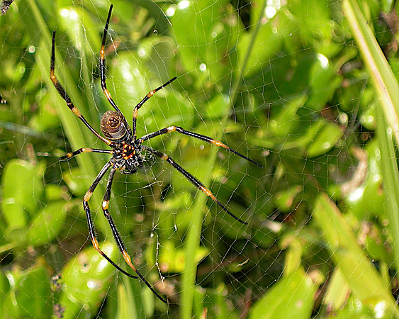 Golden Orb Weaver Spider - Sydney, Australia