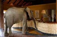 Checking in - party of 10 - name is Wonkey Tusk