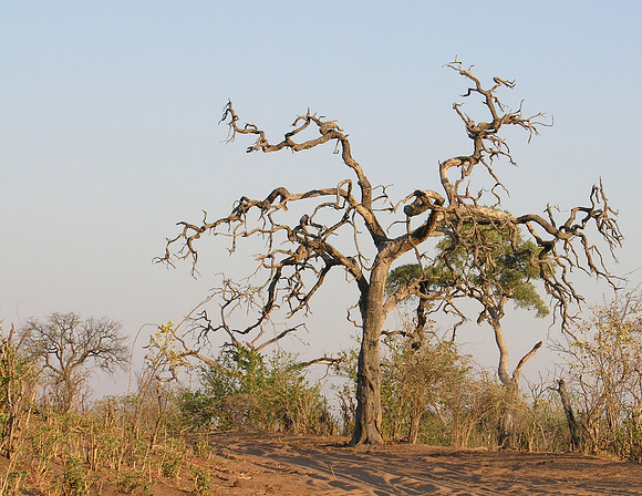 Acacia tree - Chobe, Botswana