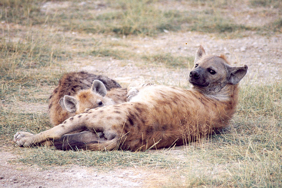 Hyena