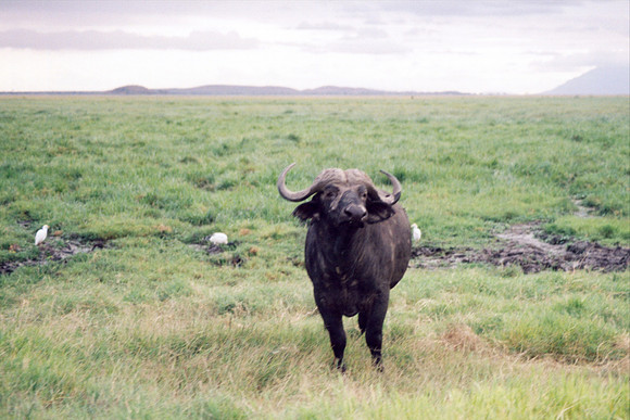 Cape Buffalo