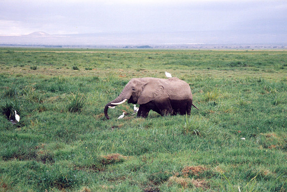 The "ellies" come here to eat, bath & cool down when it's hot