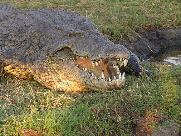 Old Nile Croc - Chobe, Botswana