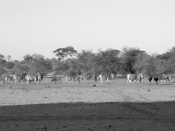 Lions 2 - Lions only see in black and white