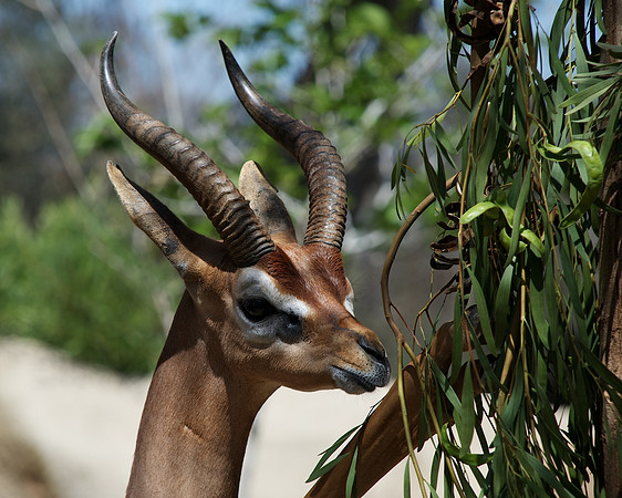 Gerenuk 2 - San Diego Zoo