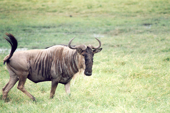 Wildebeeste - aka Gnu
