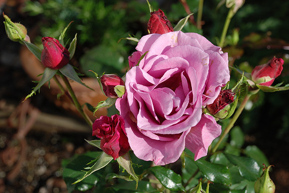 Rose (1) - White Rock, B.C. Canada