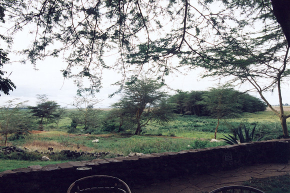 View out the back windo