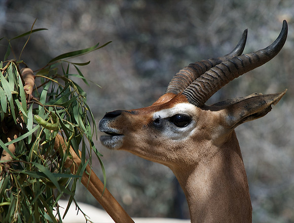 Gerenuk - San Diego Zoo