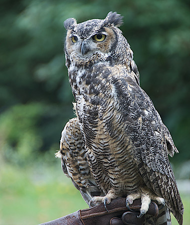 Horned Owl - Torranga Zoo, Sydney, Australia