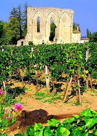 vineyards in St Emillion
