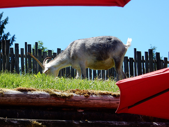 Goats in the roof !