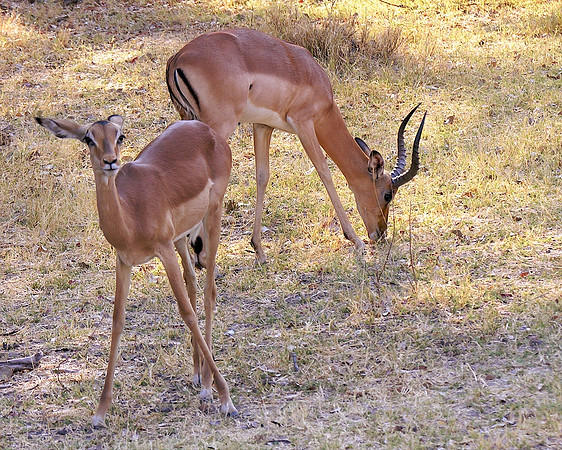 Impala - Chobi, Botswana