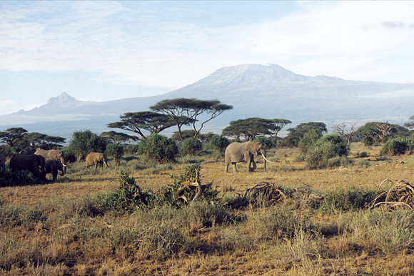 Amboseli postcard