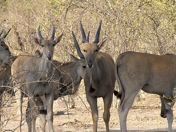 Eland - Savuti, Botswana