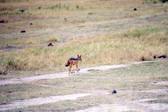 Black Back Jackal