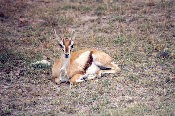 Thompsons gazelle