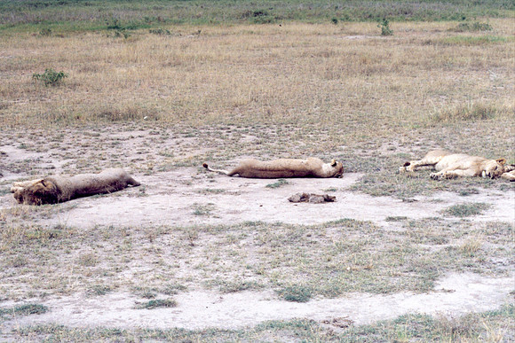 Where do lions sleep? Anywhere they want to. Well, almost anywhere