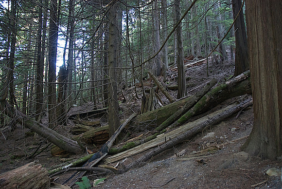 Forest, Sea to Sky Hwy - Vancouver, Canada