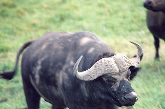 Sometimes Cape Buffalo show up as well