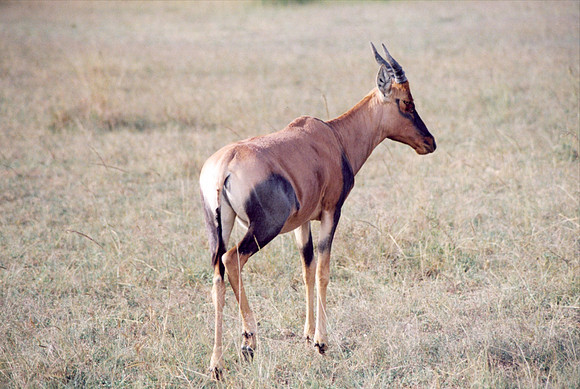 Topi (in east Africa - called a Tsessebe in South Africa).