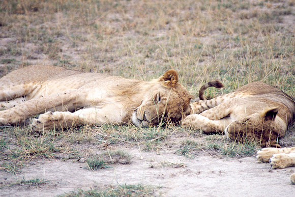 Lions resting