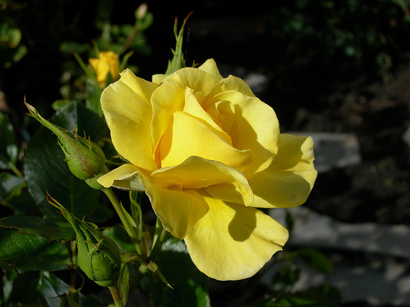Rose (2) - White Rock, B.C. Canada