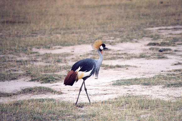 Crowned crane