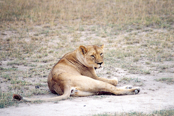 Lions lounging