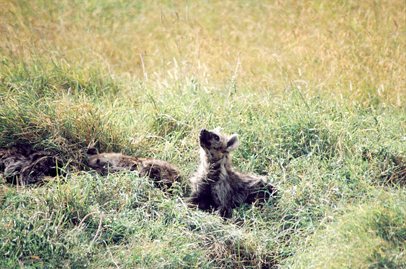 Another hyena den