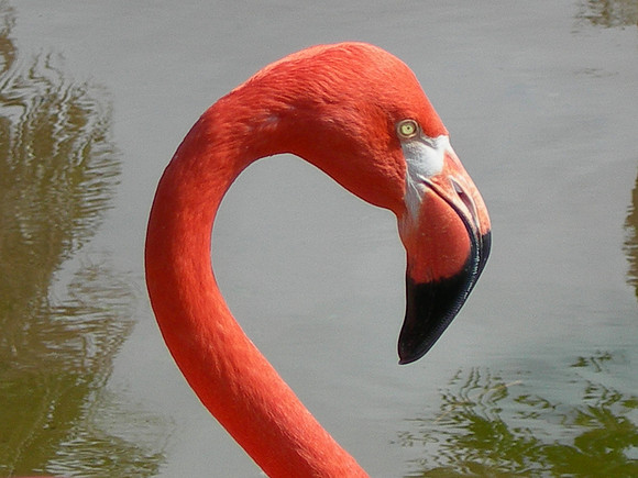 Flamingo - Honolulu Zoo, Hawaii