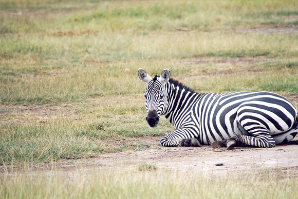 Zebra laying down on the job
