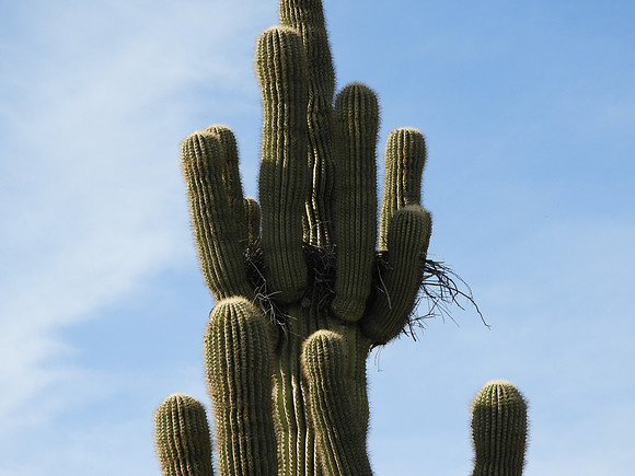Birds nest in a Cactus tree