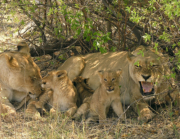 Savuti Lions with Cubs - Botswana