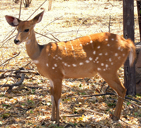 Sitatunga - Chobe, Botswana