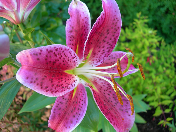 Garden works - White Rock, B.C. Canada